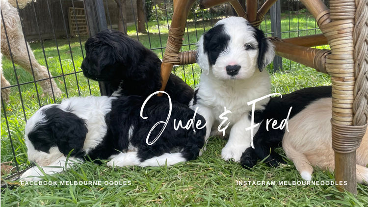 Melbourne Oodles Sheepagroodles