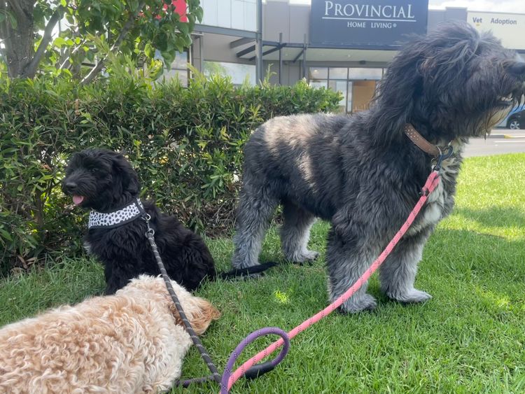 Melbourne Oodles Sheepagroodles