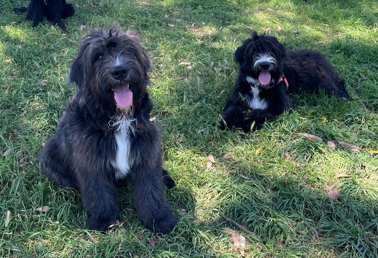 Melbourne Oodles Sheepagroodles