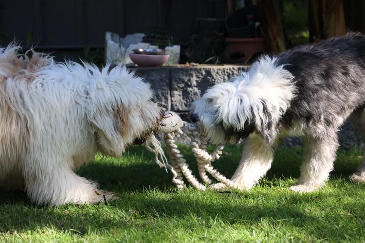 Melbourne Oodles Sheepagroodles