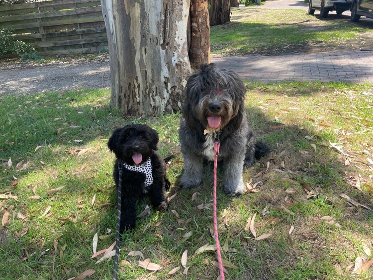 Melbourne Oodles Sheepagroodles