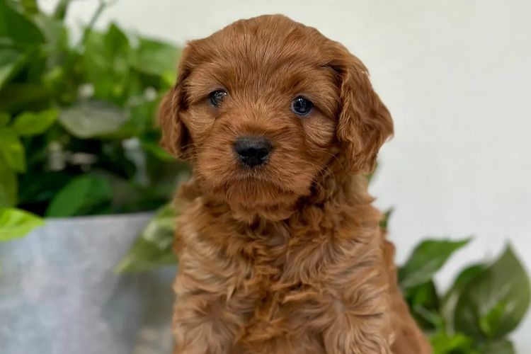 Sunshine Coast Puppies - Cavoodles