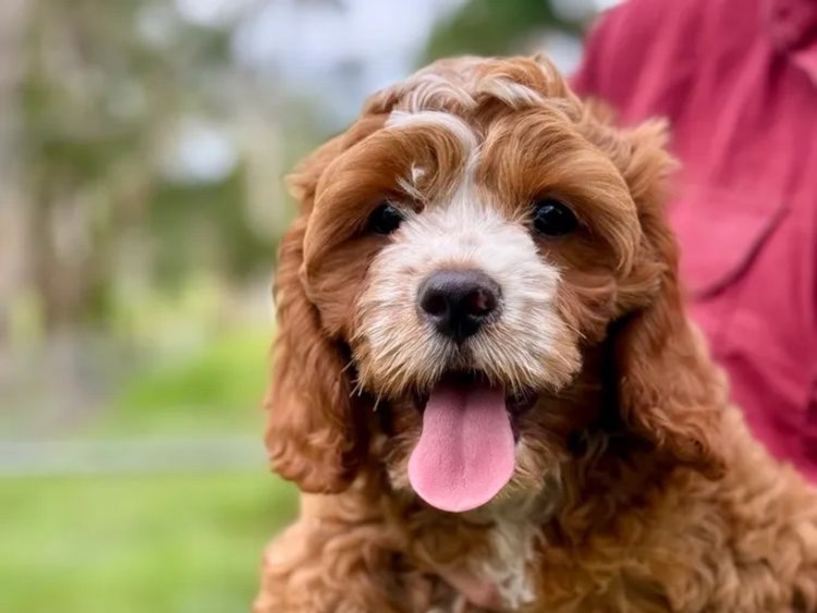 Sunshine Coast Puppies - Cavoodles