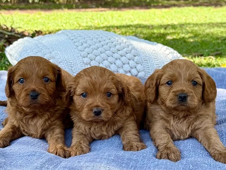 Sunshine Coast Puppies - Cavoodles