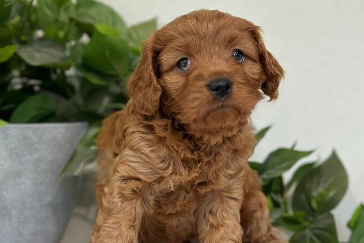 Sunshine Coast Puppies - Cavoodles