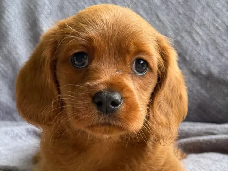 Sunshine Coast Puppies - Cavoodles