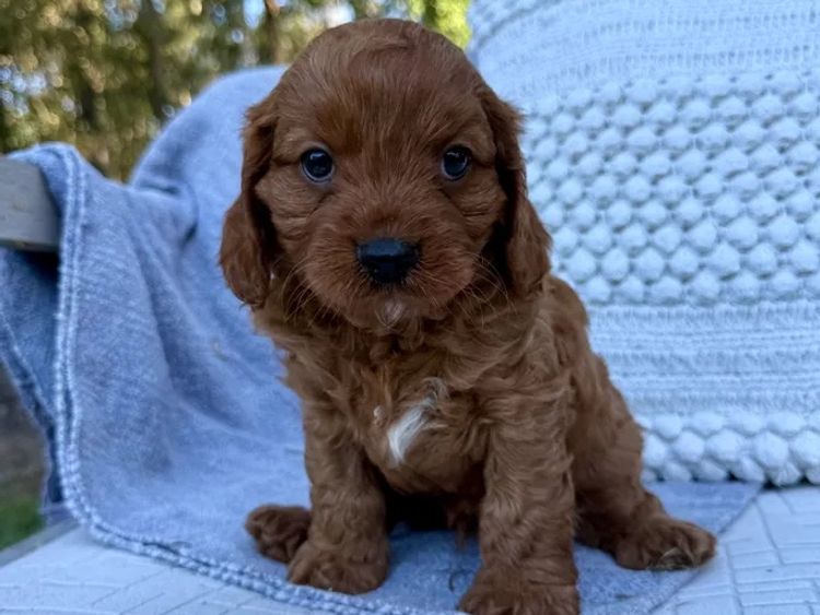 Sunshine Coast Puppies - Cavoodles