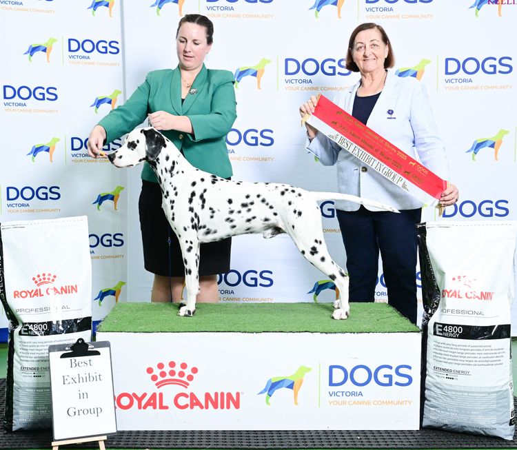 Edelevlek Dalmatians
