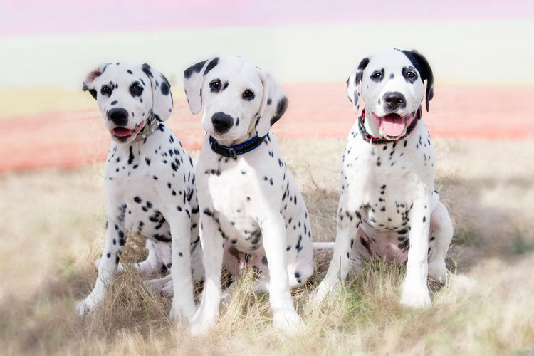 Edelevlek Dalmatians