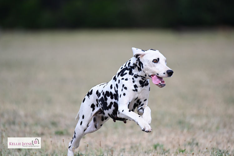 Edelevlek Dalmatians
