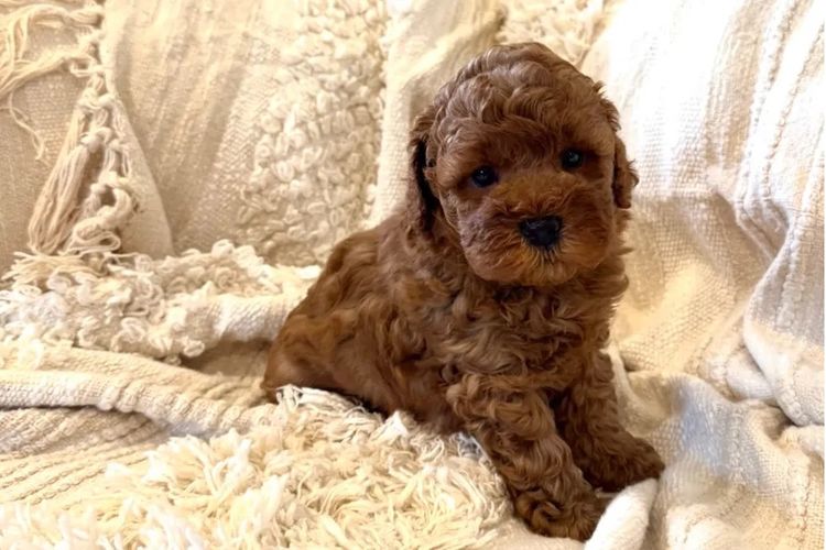 The Doghouse QLD Theodore-Cavoodles