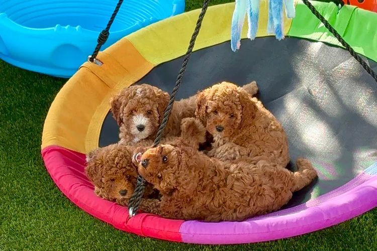 The Doghouse QLD Theodore-Cavoodles