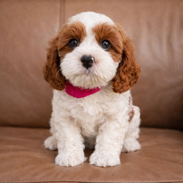 The Doghouse QLD Theodore-Cavoodles