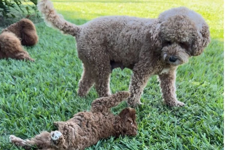 The Doghouse QLD Theodore-Cavoodles