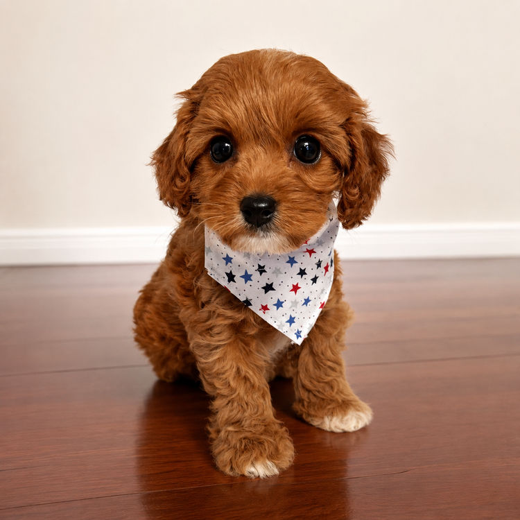The Doghouse QLD Theodore-Cavoodles