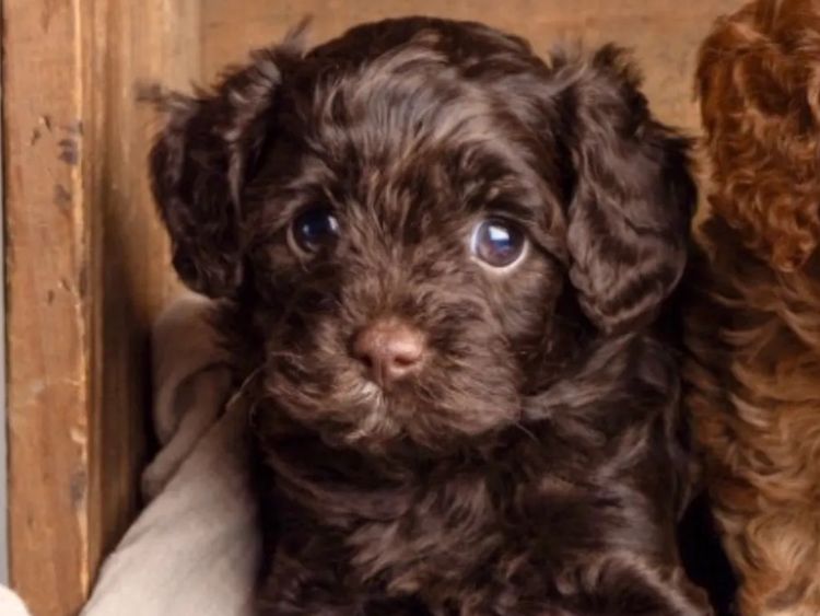 The Doghouse QLD Theodore-Cavoodles