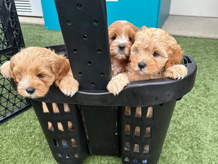 The Doghouse QLD Theodore-Cavoodles