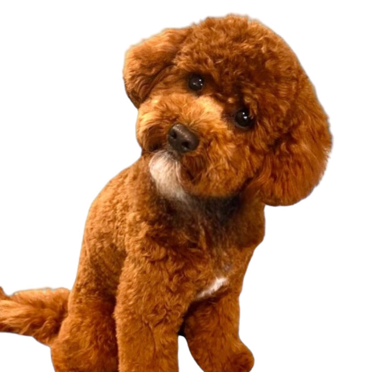 The Doghouse QLD Theodore-Cavoodles