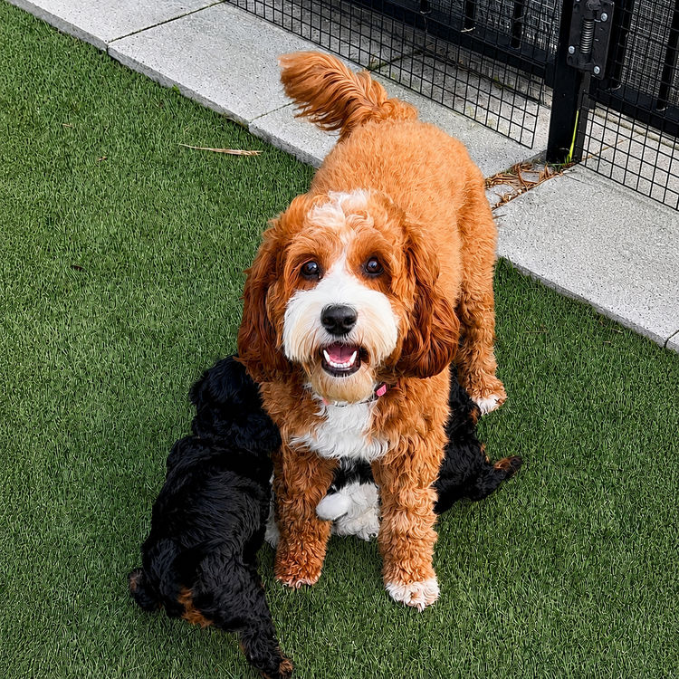 The Doghouse QLD Theodore-Cavoodles