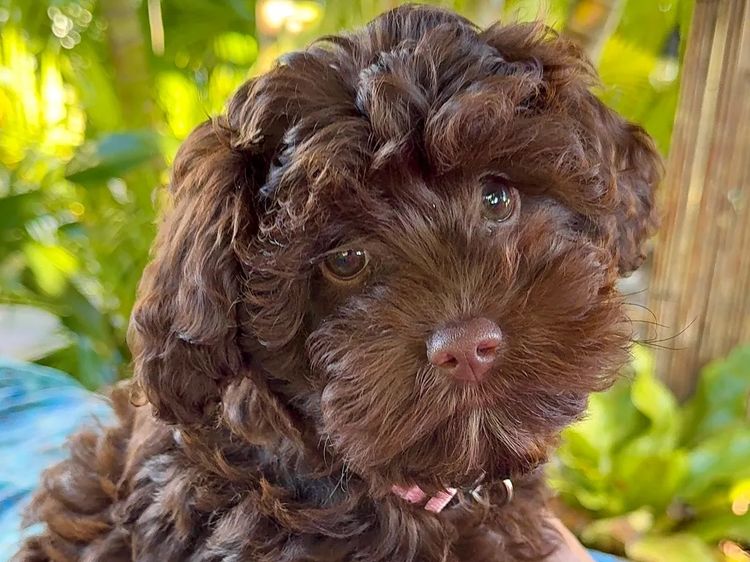The Doghouse QLD Theodore-Cavoodles