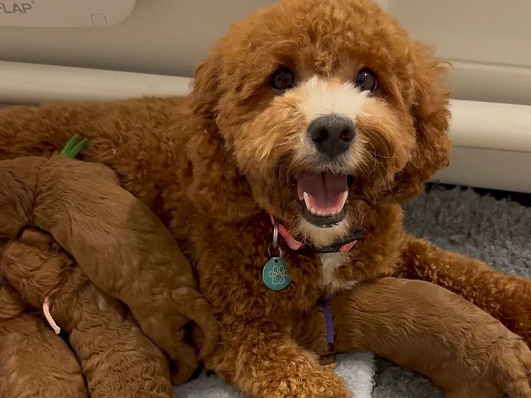 The Doghouse QLD Theodore-Cavoodles