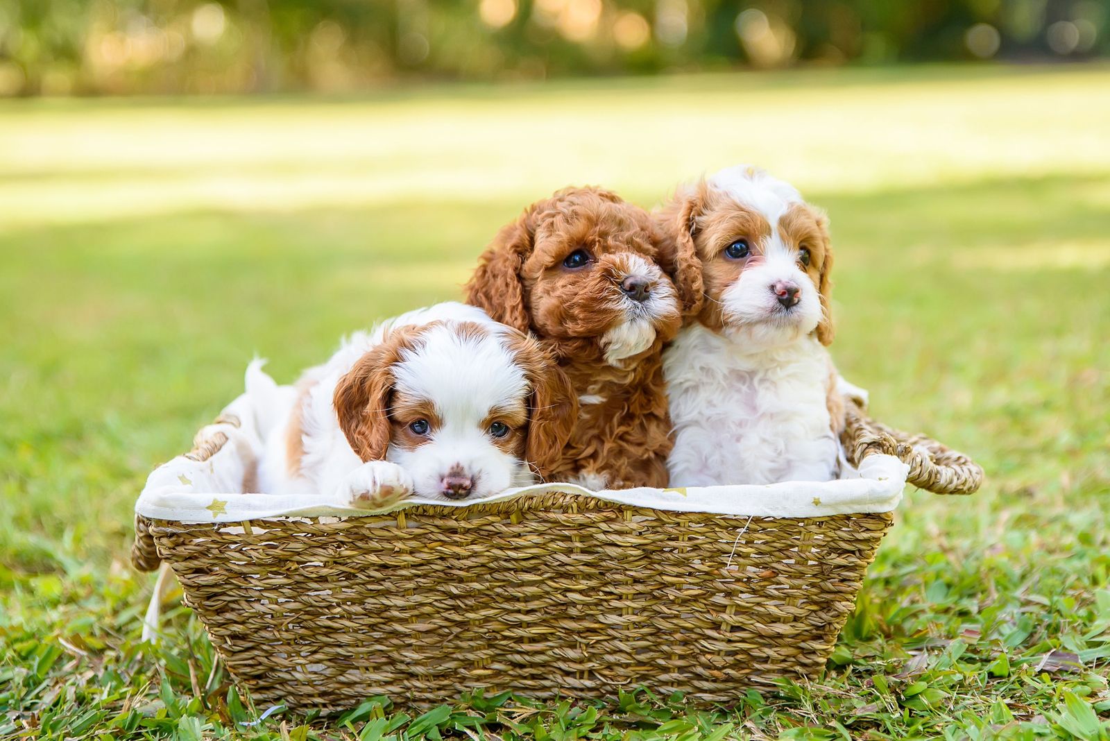 The Doghouse QLD TheodoreCavoodles, responsible breeder in Queensland