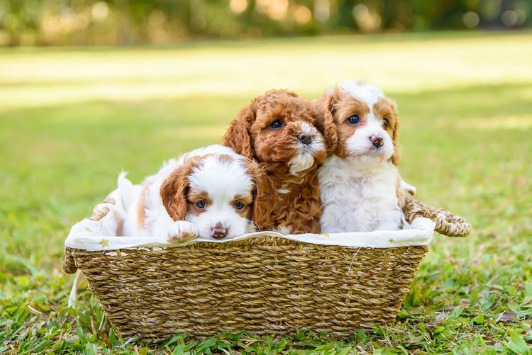 The Doghouse QLD Theodore-Cavoodles