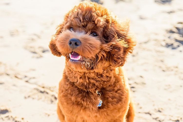 The Doghouse QLD Theodore-Cavoodles