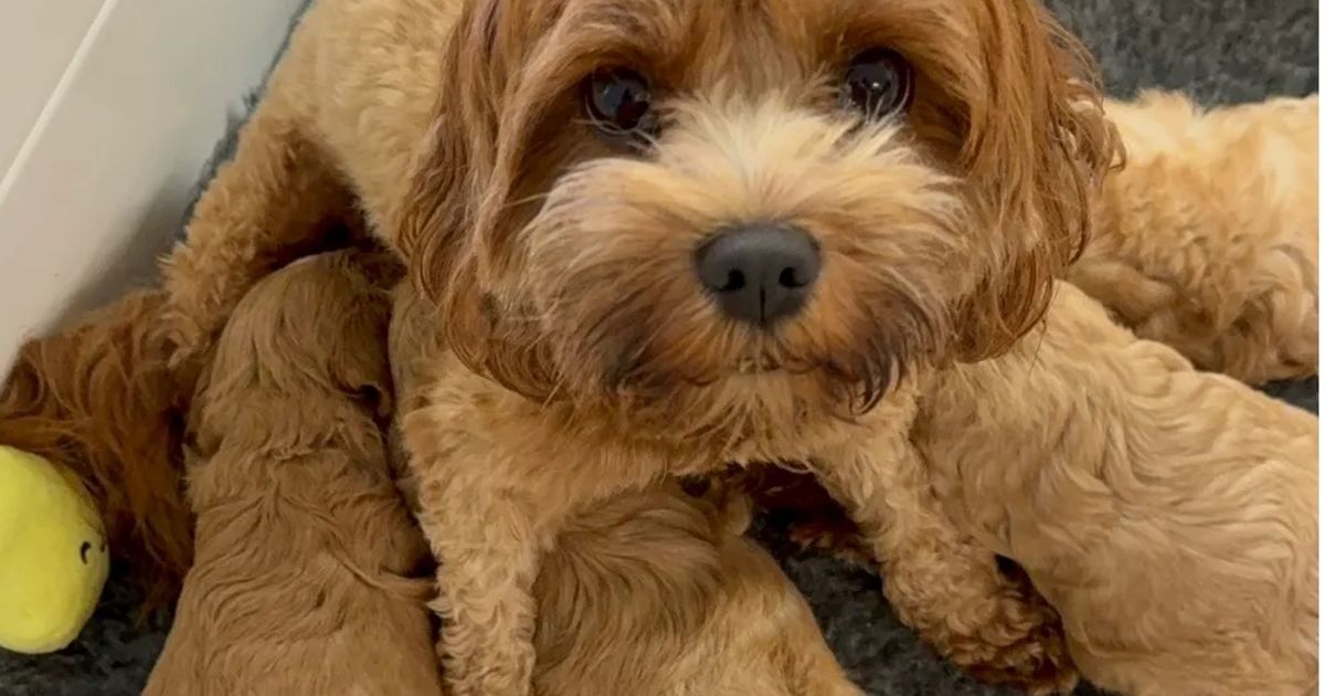 The Doghouse QLD TheodoreCavoodles, responsible breeder in Queensland