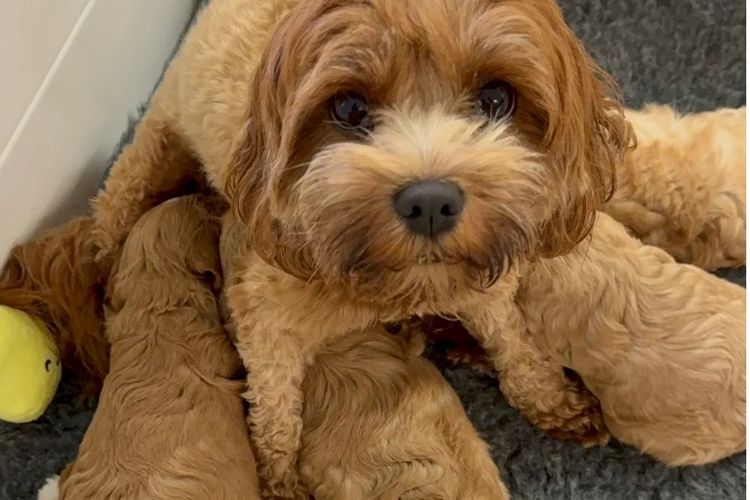 The Doghouse QLD Theodore-Cavoodles