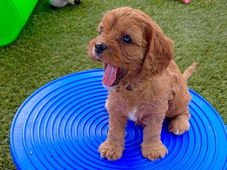 The Doghouse QLD Theodore-Cavoodles