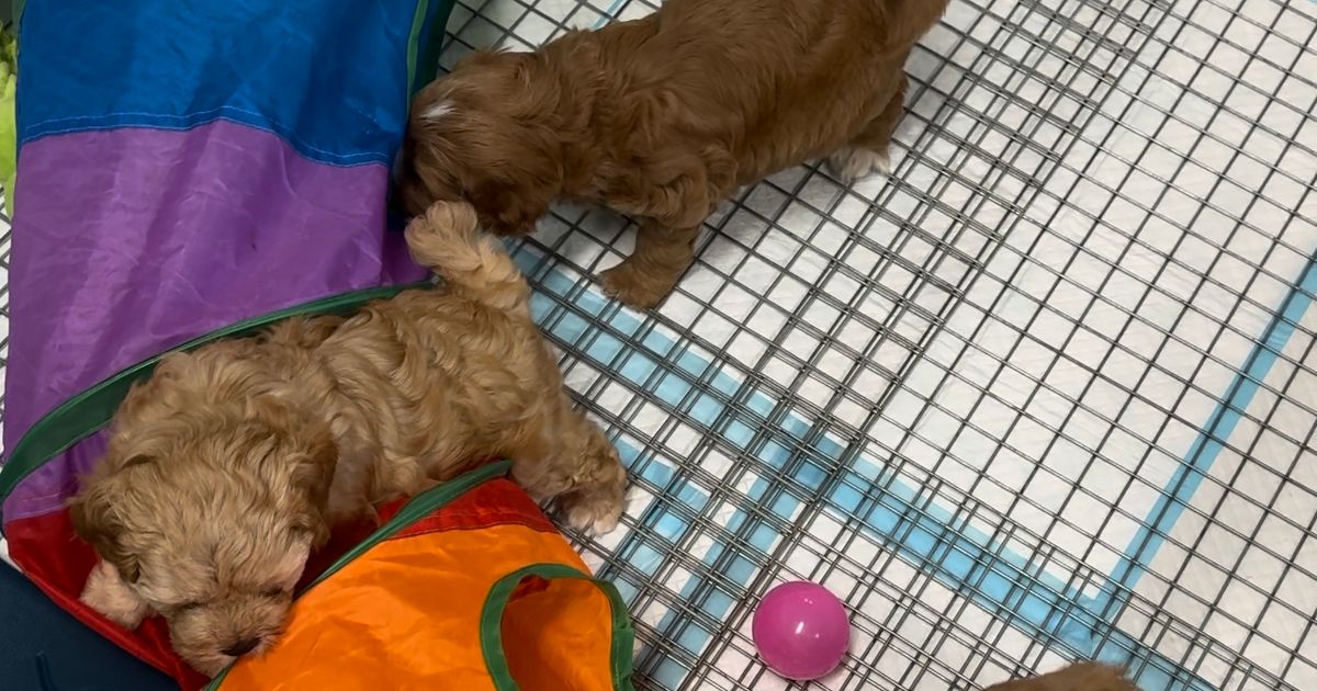 The Doghouse QLD TheodoreCavoodles, responsible breeder in Queensland