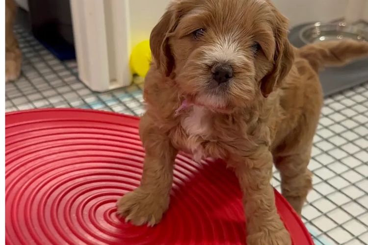 The Doghouse QLD Theodore-Cavoodles