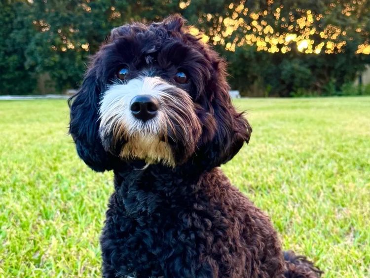 The Doghouse QLD Theodore-Cavoodles