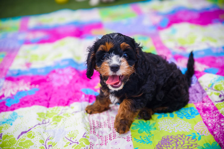 The Doghouse QLD Theodore-Cavoodles