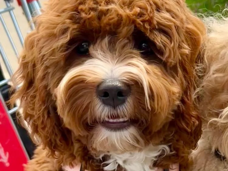 The Doghouse QLD Theodore-Cavoodles