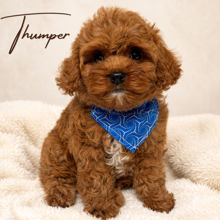 The Doghouse QLD Theodore-Cavoodles