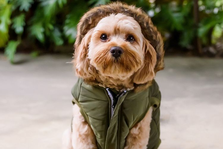 The Doghouse QLD Theodore-Cavoodles