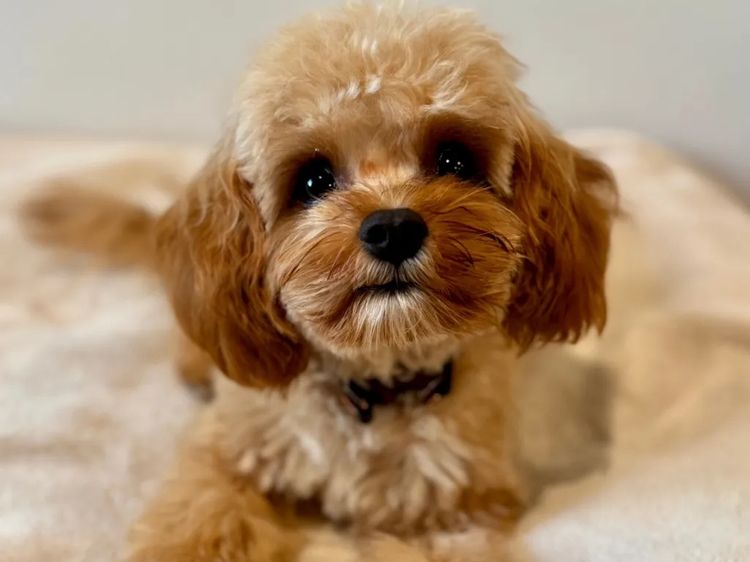 The Doghouse QLD Theodore-Cavoodles