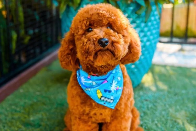 The Doghouse QLD Theodore-Cavoodles