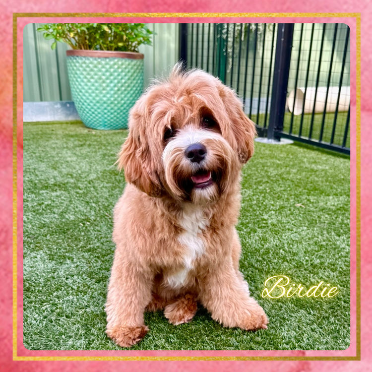 The Doghouse QLD Theodore-Cavoodles