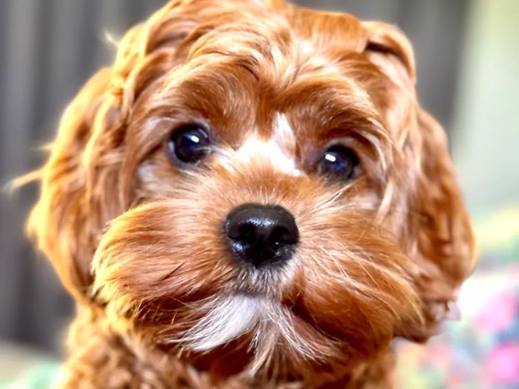 The Doghouse QLD Theodore-Cavoodles