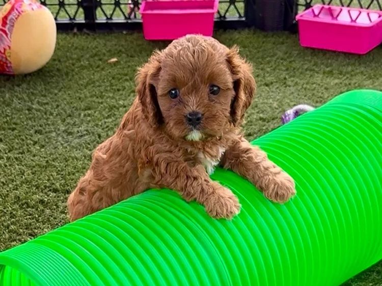 The Doghouse QLD Theodore-Cavoodles
