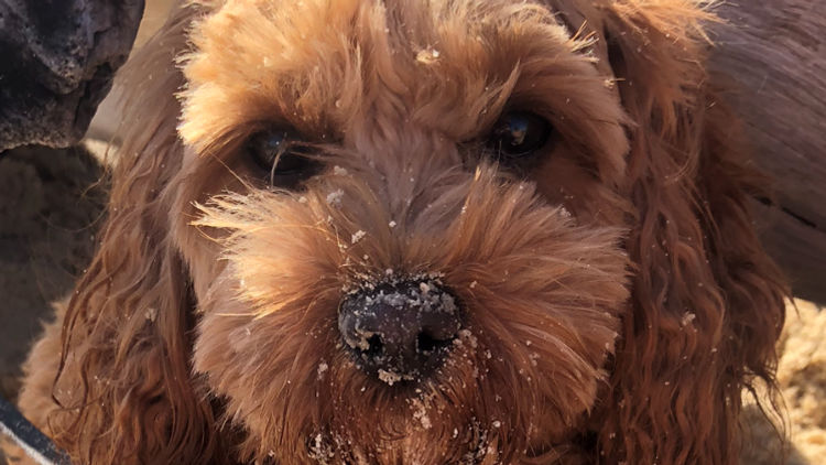 The Doghouse QLD Theodore-Cavoodles