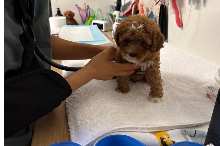 The Doghouse QLD Theodore-Cavoodles