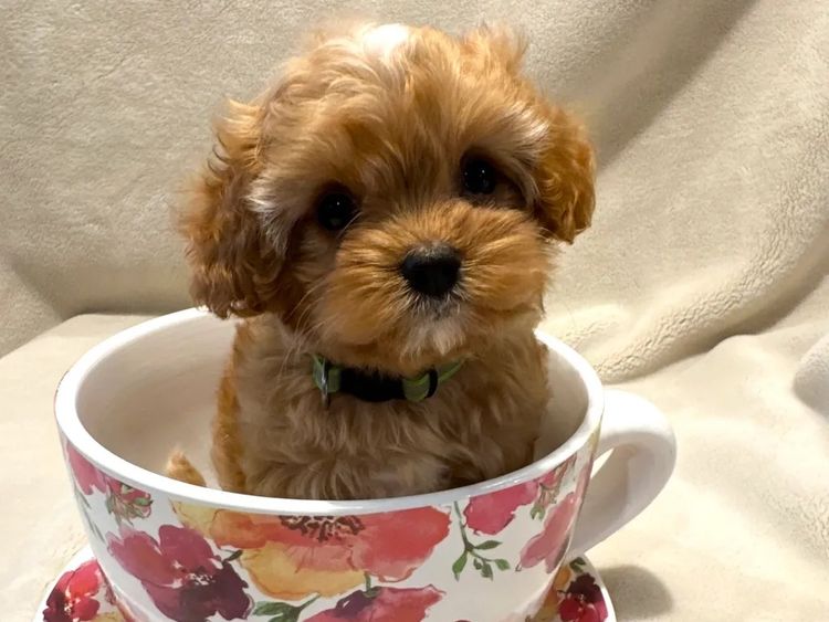 The Doghouse QLD Theodore-Cavoodles