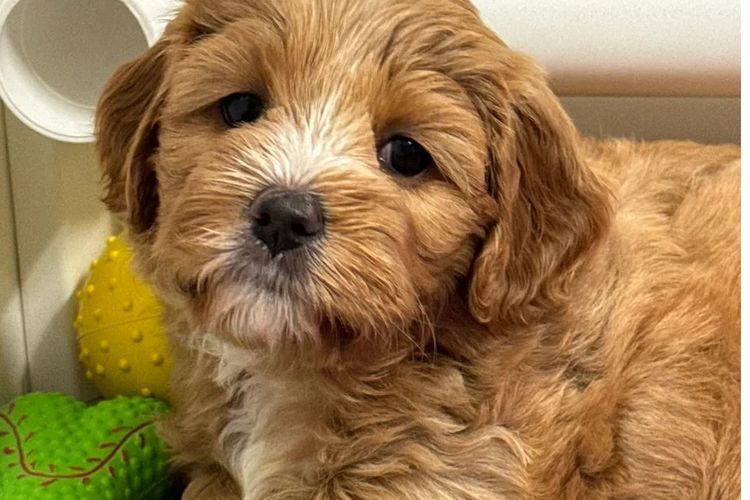 The Doghouse QLD Theodore-Cavoodles