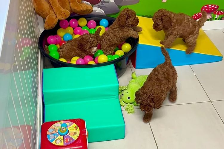 The Doghouse QLD Theodore-Cavoodles