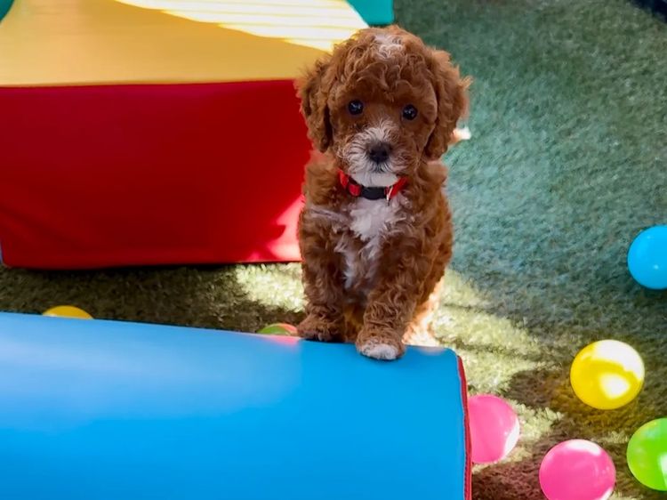 The Doghouse QLD Theodore-Cavoodles