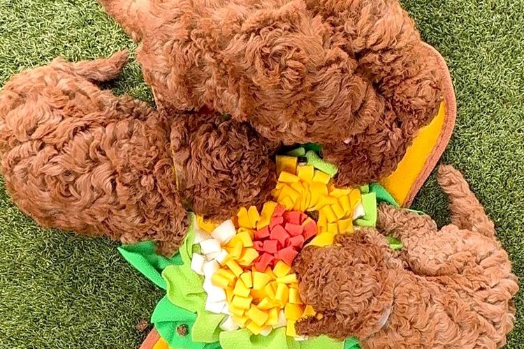 The Doghouse QLD Theodore-Cavoodles